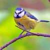 Blue Tit Bird Diamond Painting