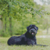 Bouvier Des Flandres Dog Sitting Diamond Painting