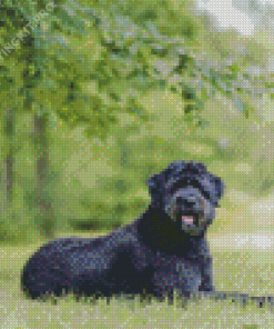 Bouvier Des Flandres Dog Sitting Diamond Painting