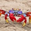 Colorful Crab Diamond Painting