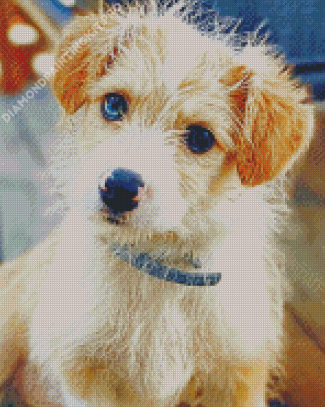 Corgi Poodle Dog Diamond Painting