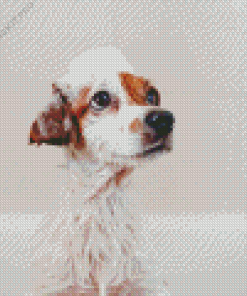 Dog In Bath Diamond Painting