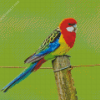 Eastern Rosella Diamond Painting