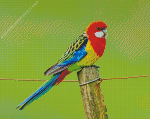 Eastern Rosella Diamond Painting