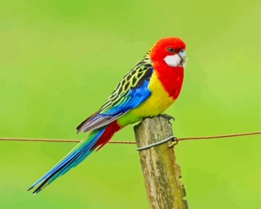 Eastern Rosella Diamond Painting