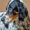 English Setter Dog Head Diamond Painting