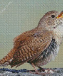 English Wren Bird Diamond Painting