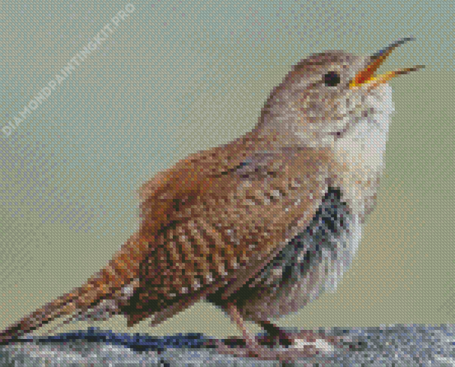 English Wren Bird Diamond Painting