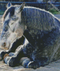 Grey Percheron Horse Diamond Painting