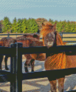 Horses In Fence Diamond Painting