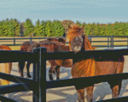 Horses In Fence Diamond Painting