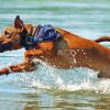 Mountain Cur Running In Water Diamond Painting