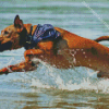 Mountain Cur Running In Water Diamond Painting