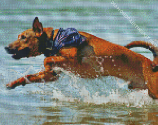 Mountain Cur Running In Water Diamond Painting