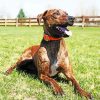 Plott Hound Diamond Painting