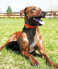 Plott Hound Diamond Painting