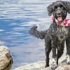 Portuguese Water Dog With Scarf Diamond Painting