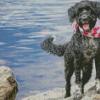 Portuguese Water Dog With Scarf Diamond Painting