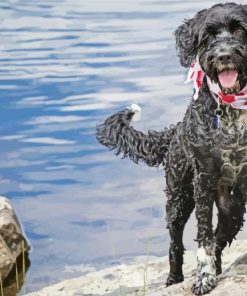 Portuguese Water Dog With Scarf Diamond Painting
