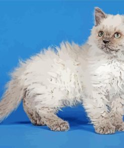 Selkirk Rex Kitten Diamond Painting