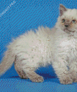 Selkirk Rex Kitten Diamond Painting