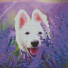 White Swiss Shepherd In Lavender Diamond Painting