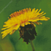 Yellow Paardenbloem Flower Diamond Painting