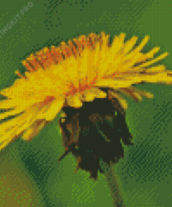 Yellow Paardenbloem Flower Diamond Painting