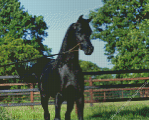 Arabian Horse Diamond Painting