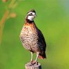 Bobwhite Quail Diamond Painting