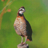 Bobwhite Quail Diamond Painting