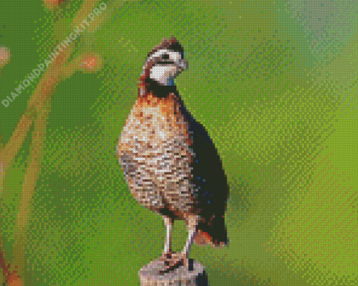 Bobwhite Quail Diamond Painting