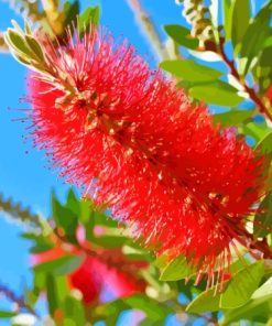 Bottlebrush Diamond Painting