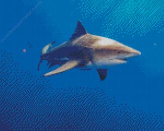 Bull Shark Diamond Painting