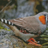 Zebra Finch Diamond Painting