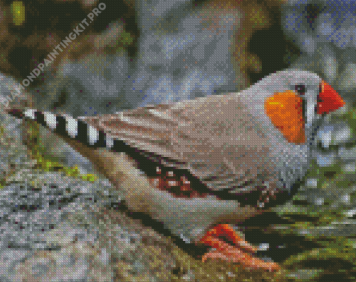 Zebra Finch Diamond Painting