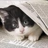 Cat With Newspaper Diamond Painting