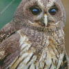 Marbled Owl Diamond Painting