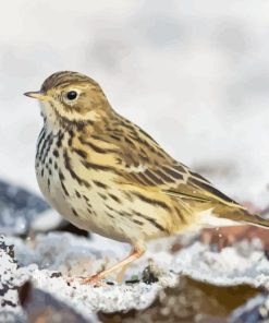 Meadow Bird Diamond Painting