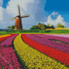 Tulips In Holland Diamond Painting