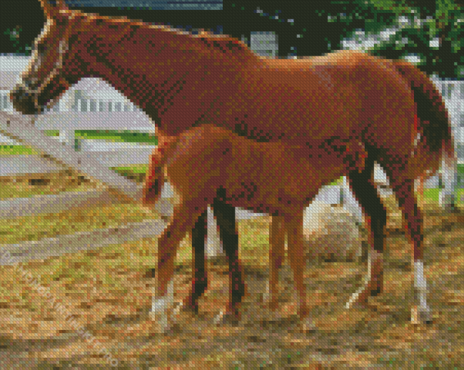 Mare and Foal In Pasture Diamond Painting