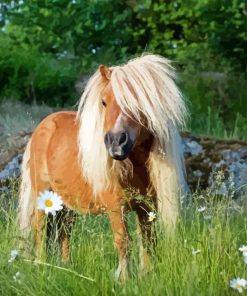 Shetland Pony Diamond Painting