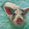 Pig In The Beach Diamond Painting