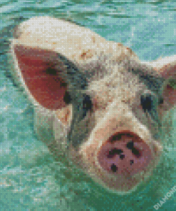 Pig In The Beach Diamond Painting