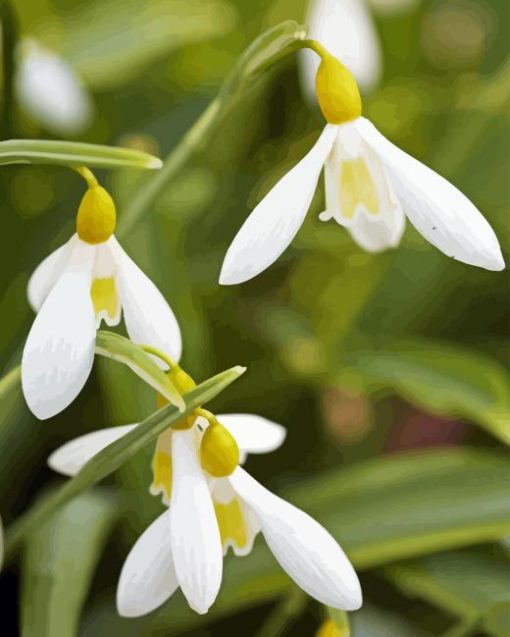 Snowdrops Flower Diamond Painting