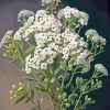 White Alyssum Diamond Painting