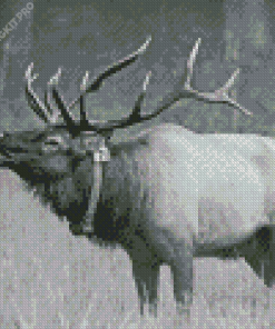 Black and White Elk Diamond Painting