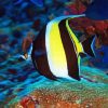 Moorish Idol Fish Diamond Painting