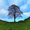 Sycamore Gap Diamond Painting