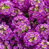 Alyssum Diamond Painting